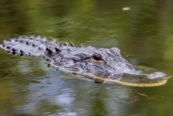 'Alligator Alcatraz' showcases Trump's penchant for visual cruelty 'Alligator Alcatraz' showcases Trump's penchant for visual cruelty