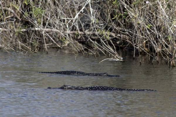 How to make the most of national parks amid record visitors