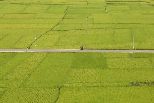 Rice feeds billions -- but its climate change role is growing